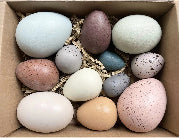 XBN230-19 12 Black Eggs